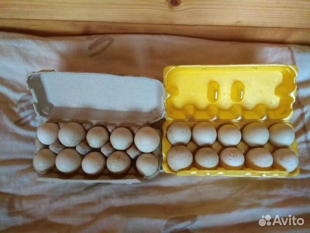 Инкубационные яйца Индоутки купить на Зозу.ру - фотография № 1
