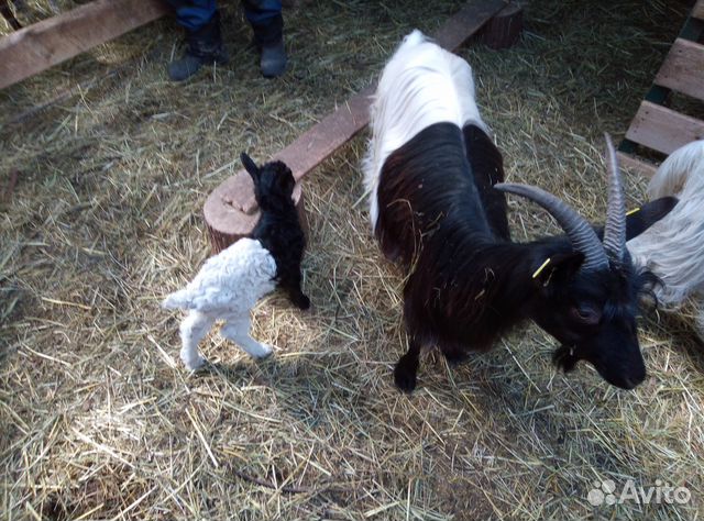 Валийские козы купить на Зозу.ру - фотография № 4