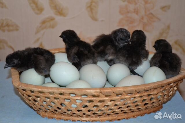 Ухейилюй. Инкубационное яйцо.Цыплята купить на Зозу.ру - фотография № 4