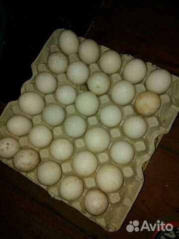 Инкубационное яйцо купить на Зозу.ру - фотография № 1
