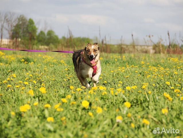 Небольшая собачка Малибу в дар купить на Зозу.ру - фотография № 3