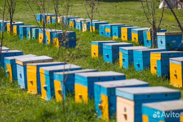Пчеломатки и пчелопакеты на заказ купить на Зозу.ру - фотография № 3