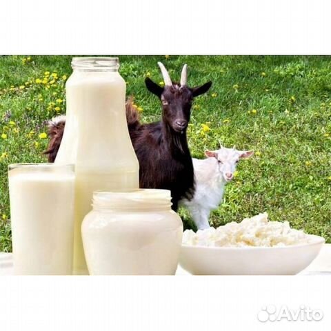 Молоко нубийских коз