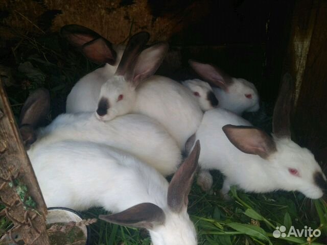 Кролики колифорния купить на Зозу.ру - фотография № 2