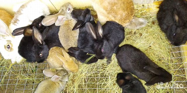 Кролики купить на Зозу.ру - фотография № 8
