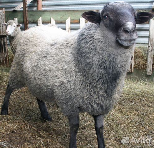 Ярки и овцы на племя купить на Зозу.ру - фотография № 4