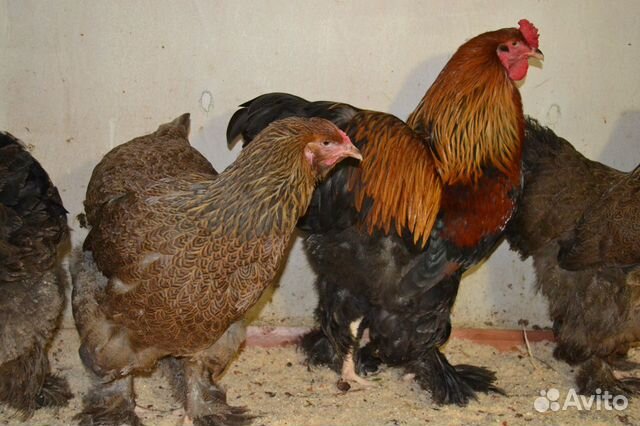 Инкубационное яйцо куриное, уток, гусей, перепелок купить на Зозу.ру - фотография № 8