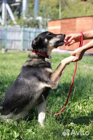 Отдам собаку в дар в добрые руки Боня купить на Зозу.ру - фотография № 2