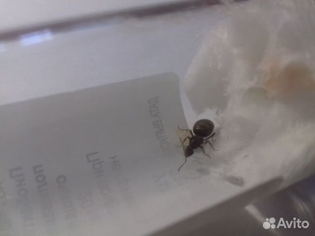Матки муравьев вида:кампанотус вагус,лазиус нигер купить на Зозу.ру - фотография № 2