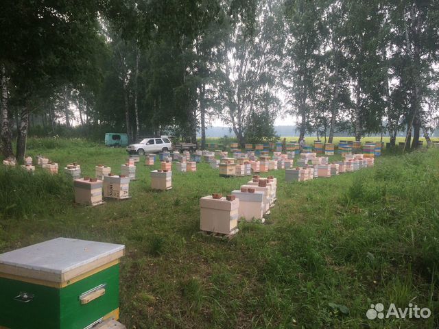 Пчёлопакеты Карника купить на Зозу.ру - фотография № 6