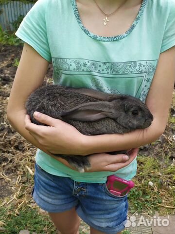 Крольчата серый великан кролики купить на Зозу.ру - фотография № 4