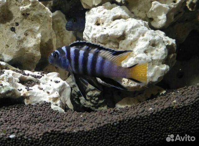 Мпанга (pseudotropheus elongatus mpanga) цихлиды