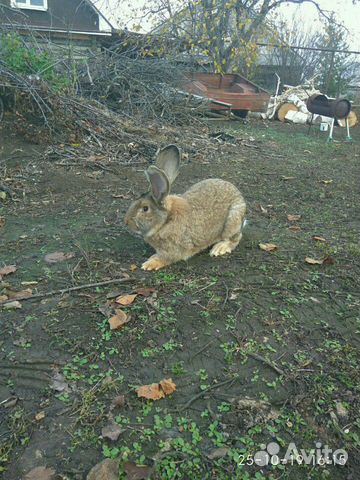 Кролики крупных пород купить на Зозу.ру - фотография № 6