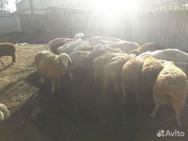 Продаются Овцы купить на Зозу.ру - фотография № 2