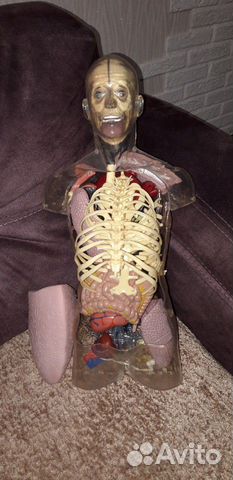 Анатомическая модель 