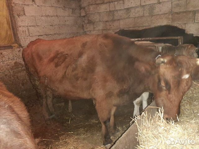Корова с теленком и 2 телки по 7 мес купить на Зозу.ру - фотография № 2