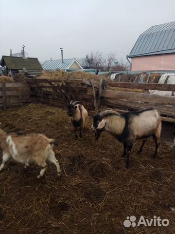 Набийско -альпийский козел купить на Зозу.ру - фотография № 1