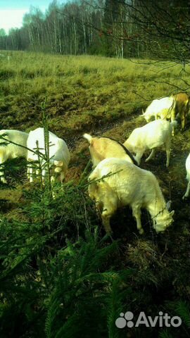 Молодые козлы и козы купить на Зозу.ру - фотография № 2