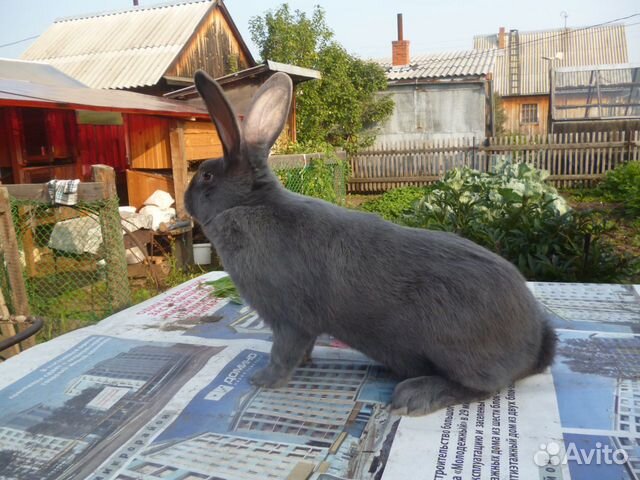 Кролики-Метисы купить на Зозу.ру - фотография № 1