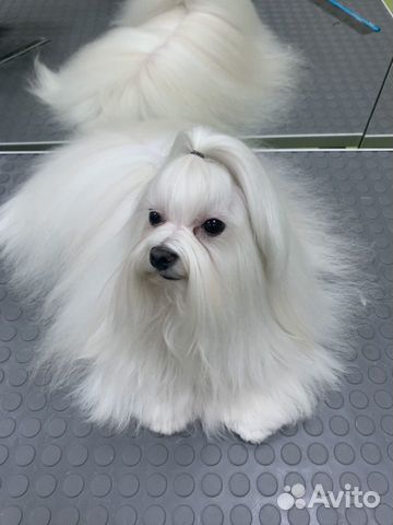 Стрижка кошек, стрижка собак, груминг только выезд