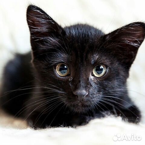 Отдам в хорошие руки черного котенка купить на Зозу.ру - фотография № 1