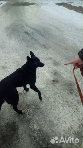 Собака во двор охранник купить на Зозу.ру - фотография № 3