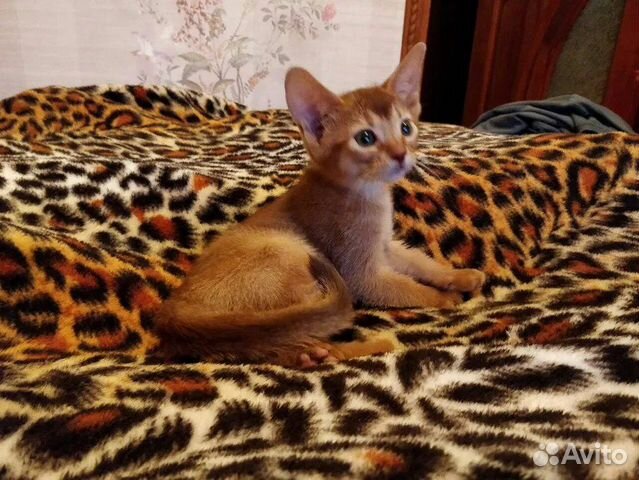 Ласковый Абиссинский котенок. Очень красивый купить на Зозу.ру - фотография № 3