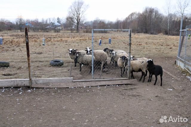 Овцы и ягнята купить на Зозу.ру - фотография № 7