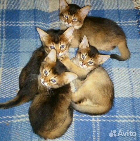 Сомалийские котята купить на Зозу.ру - фотография № 10