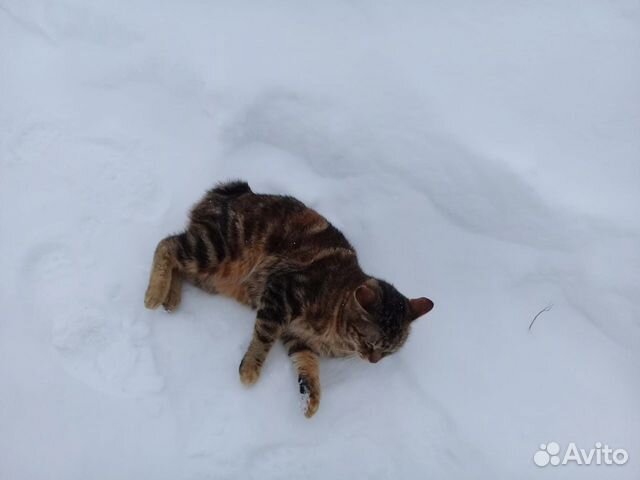 Дарю котят курильского бобтейла купить на Зозу.ру - фотография № 8