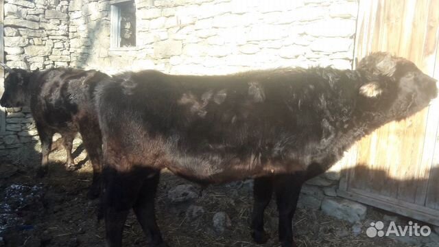 Продаются коровы и бычок купить на Зозу.ру - фотография № 2
