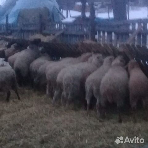 Прадаю овец купить на Зозу.ру - фотография № 3