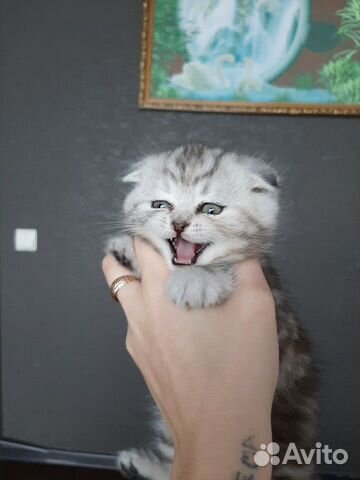 Продам мраморного веслоухого котенка купить на Зозу.ру - фотография № 4