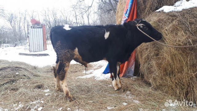 Коровы и бычок купить на Зозу.ру - фотография № 5