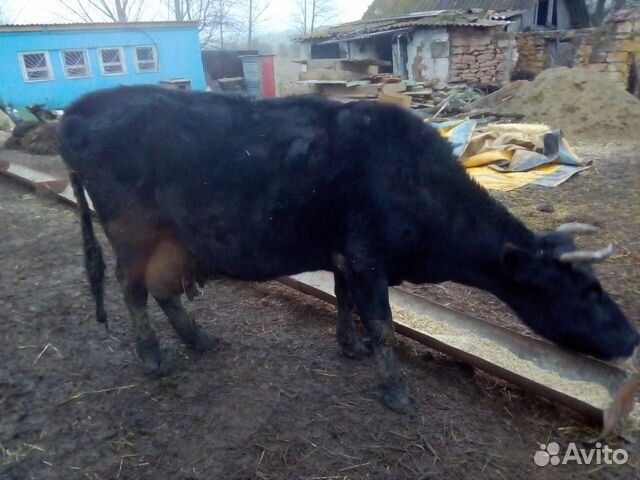 Коровы и телки купить на Зозу.ру - фотография № 1
