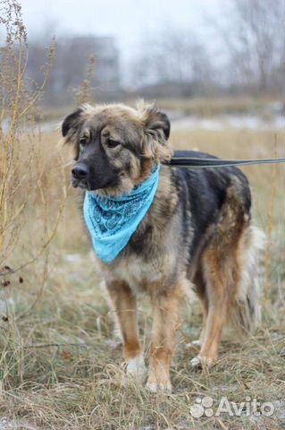 Красивая собака Шерри ищет дом и хозяина купить на Зозу.ру - фотография № 1