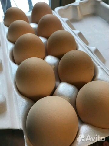Инкубационное яйцо от Бресс Гальской породы кур купить на Зозу.ру - фотография № 3
