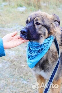 Добрая собака Шерри в дар купить на Зозу.ру - фотография № 8