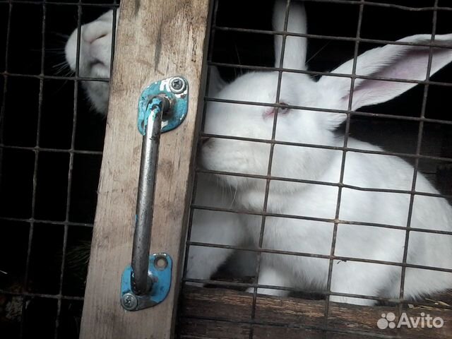 Кролик купить на Зозу.ру - фотография № 2