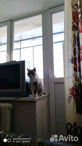 Британская кошка купить на Зозу.ру - фотография № 1