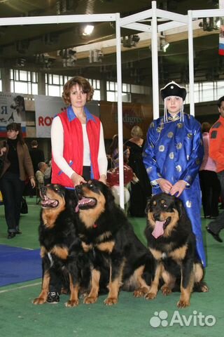 Хотошо, Бурят-монгольская собака /волкодав щенки купить на Зозу.ру - фотография № 4