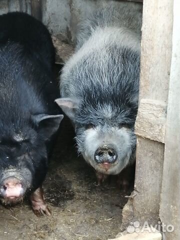 Вьетнамский вислобрюхие свиньи. Вес 80-90 кг. Два купить на Зозу.ру - фотография № 1