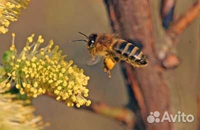 Продажа пчелопакетов купить на Зозу.ру - фотография № 2
