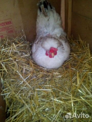 Инкубационное яйцо от домашних курочек купить на Зозу.ру - фотография № 8