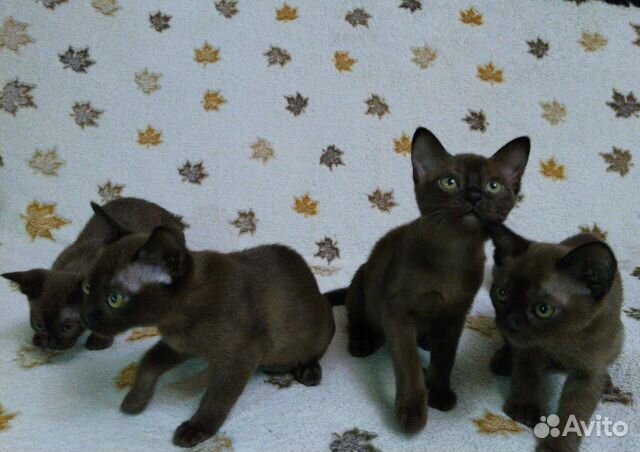 Котята