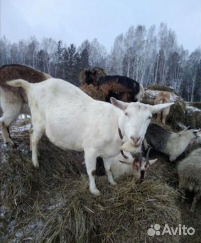 Высокоудойные козы купить на Зозу.ру - фотография № 1
