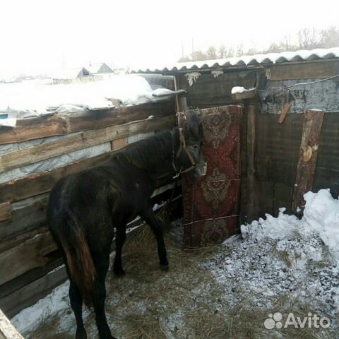 Кобыла год и 3 мес купить на Зозу.ру - фотография № 4