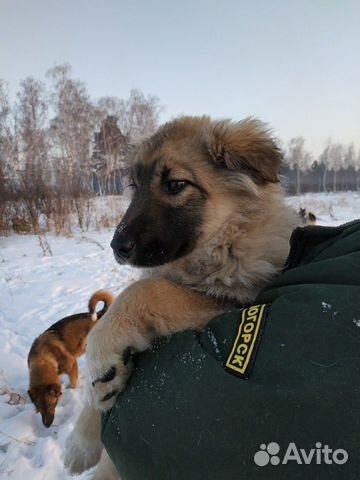 Отличный щенок на охрану купить на Зозу.ру - фотография № 1