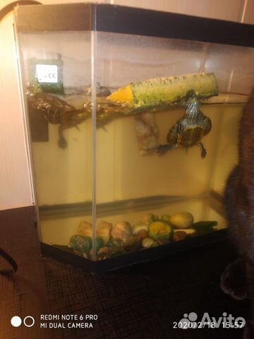 Краснаухие черепахи в месте с аквариумом купить на Зозу.ру - фотография № 5