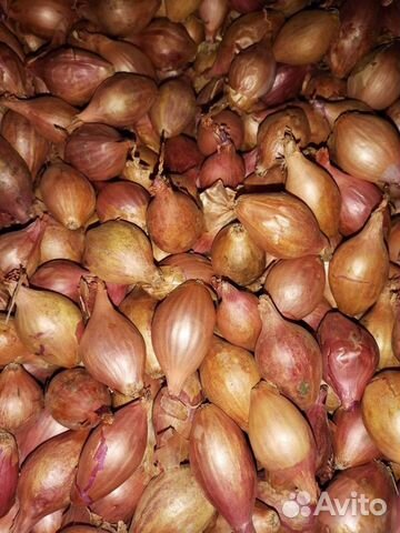 Лук-севок Лук-севок